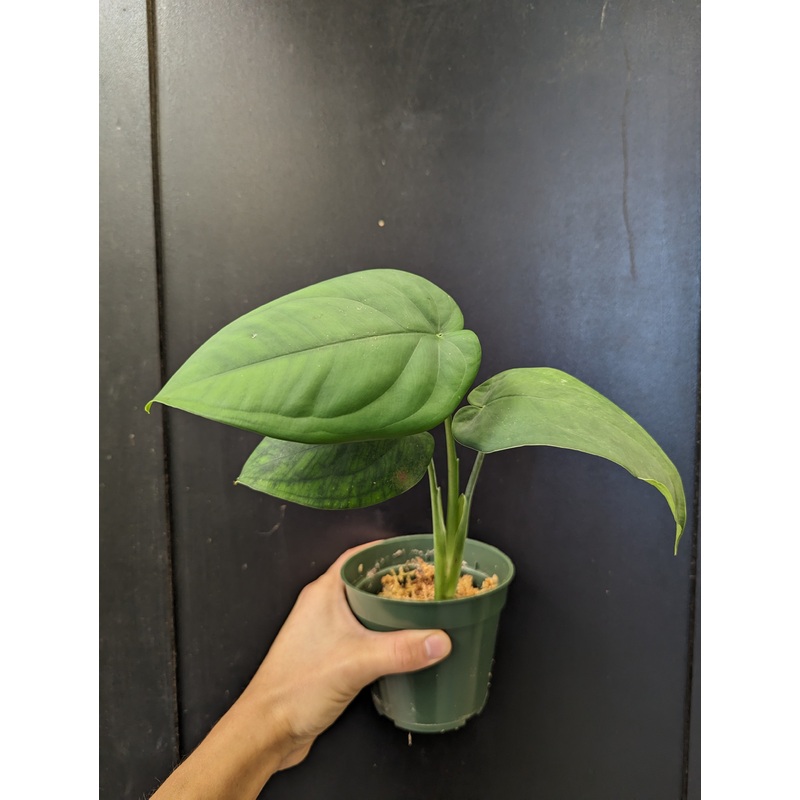 Syngonium chiapense Reverted