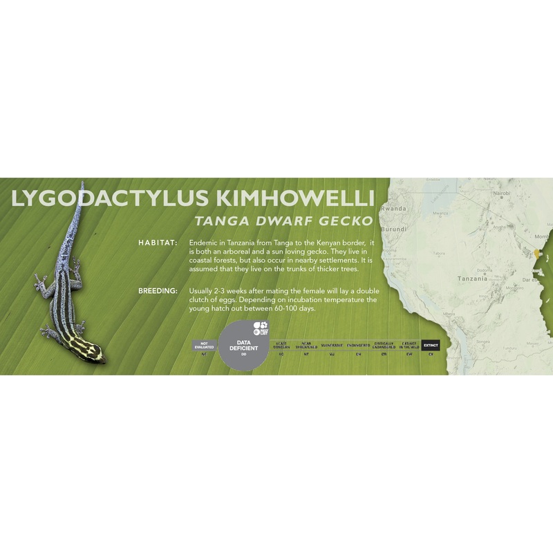 Tanga Dwarf Gecko (Lygodactylus kimhowelli) Classic Vivarium Label