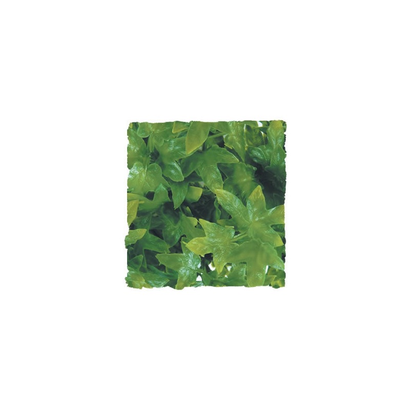 ZM Congo Ivy Small BU-12