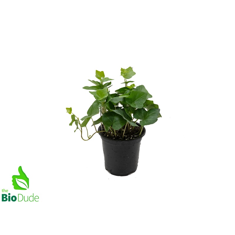 4″ Pot Ivy Assorted