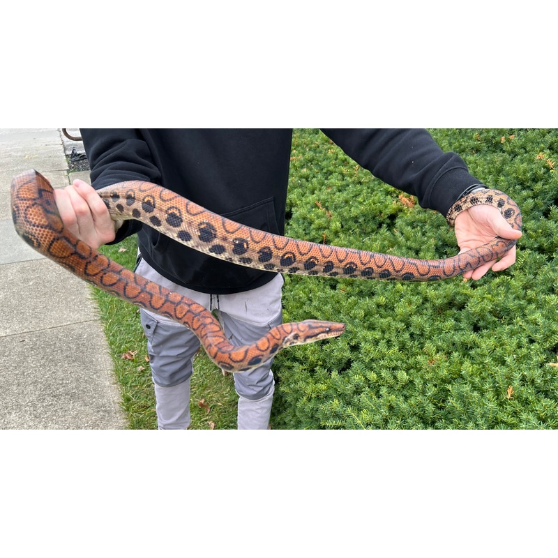 Adult Brazilian Rainbow Boa (Female 2)