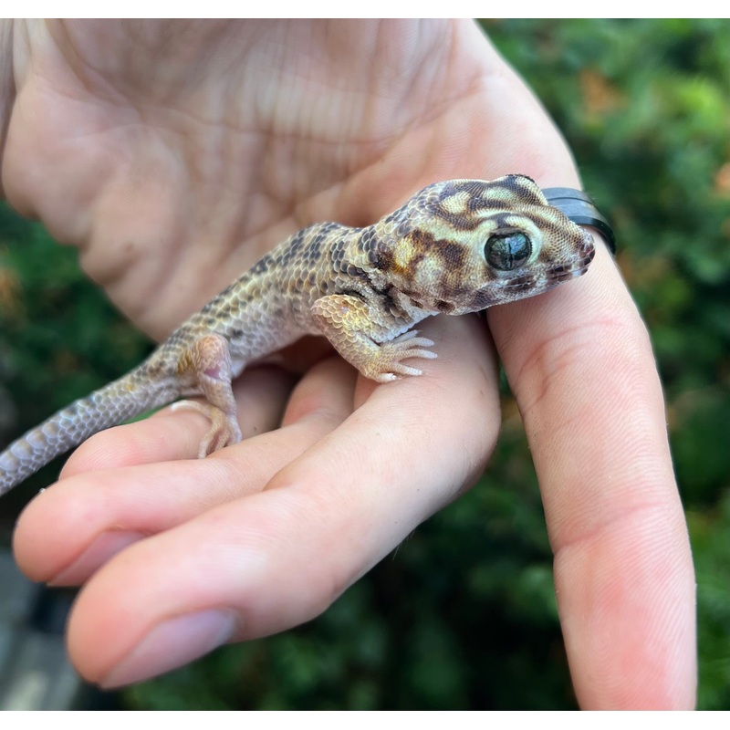 Adult Frog-Eyed Gecko Male
