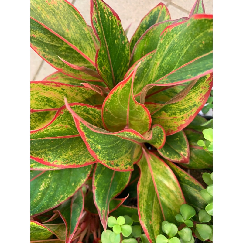 Aglaonema Red Siam 5″ Pot