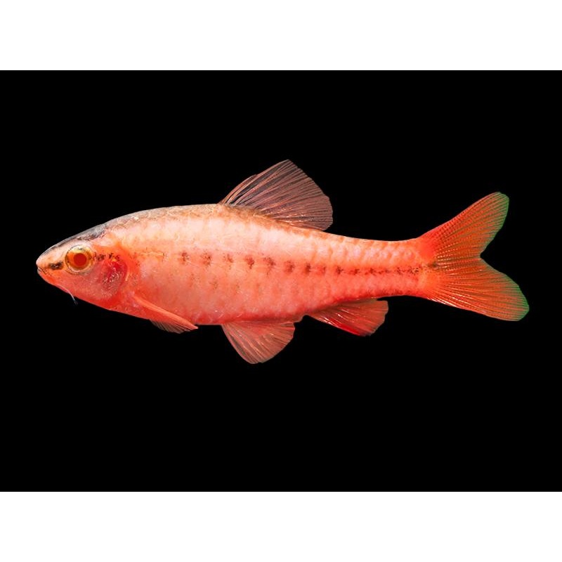 Albino Cherry Barb