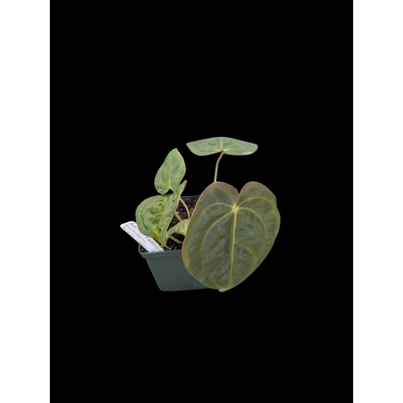 Anthurium papillilaminum x crystallinum ‘Inverse Crossing’ Small