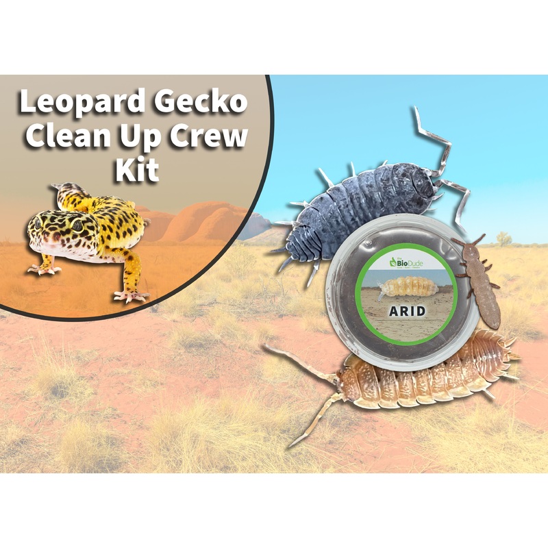 Leopard Gecko Clean Up Crew Pack  FREE SHIPPING 20 Gallon Long