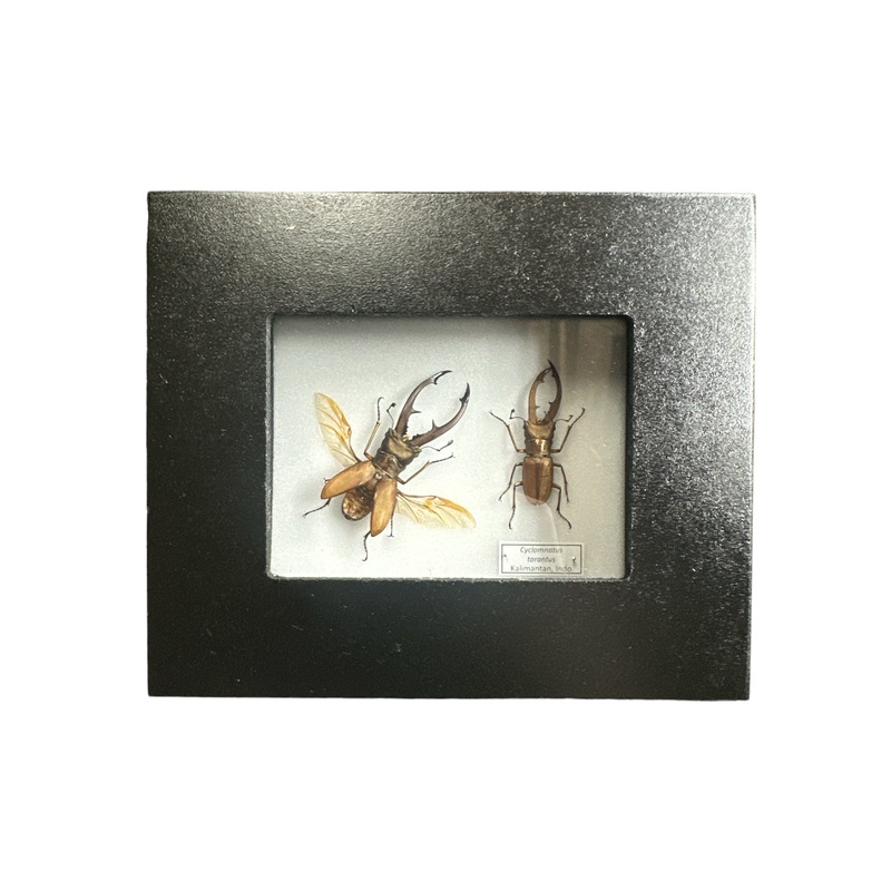 Longjaw Stag Beetle X2 (Cyclomnatus tarantus) – 2×3″ Frame
