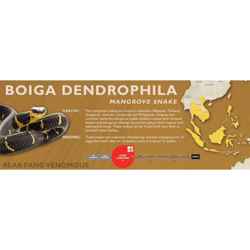 Mangrove Snake (Boiga dendrophila) Classic Vivarium Label No Subspecies