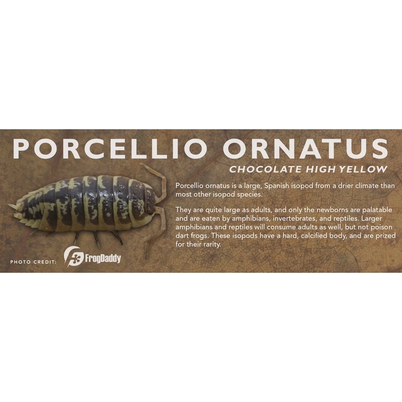 Porcellio ornatus – Isopod Label Standard Size 7″ x 2.5″ Chocolate High Yellow