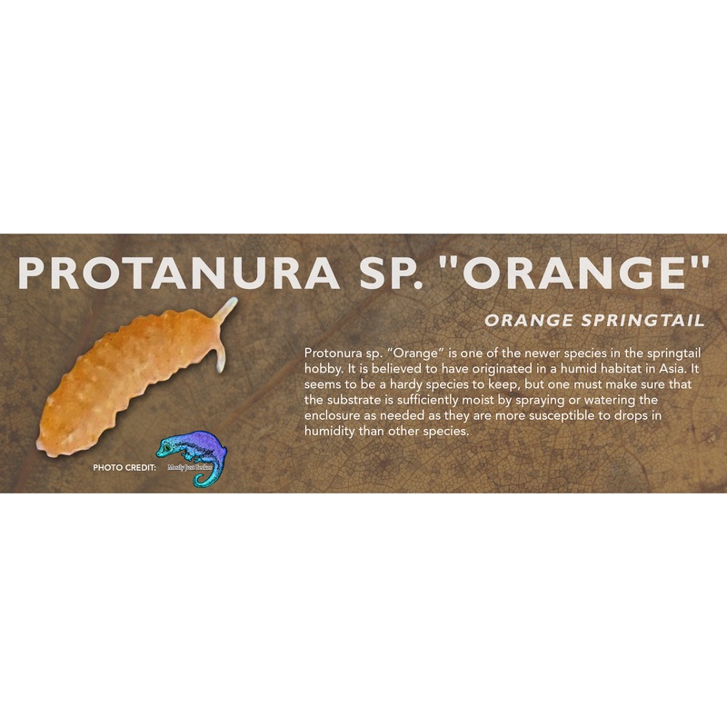 Protanura sp. “Orange” (Orange Springtail) – Feeder Label Standard Size 7″ x 2.5″