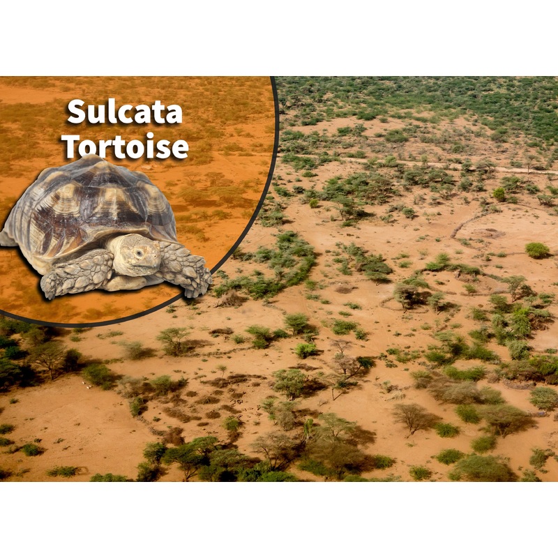 Sulcata Tortoise (Centrochelys sulcata) Bioactive Vivarium Kit Neonatal/Newborn Sulcata Tortoise (up to 75 gallons)