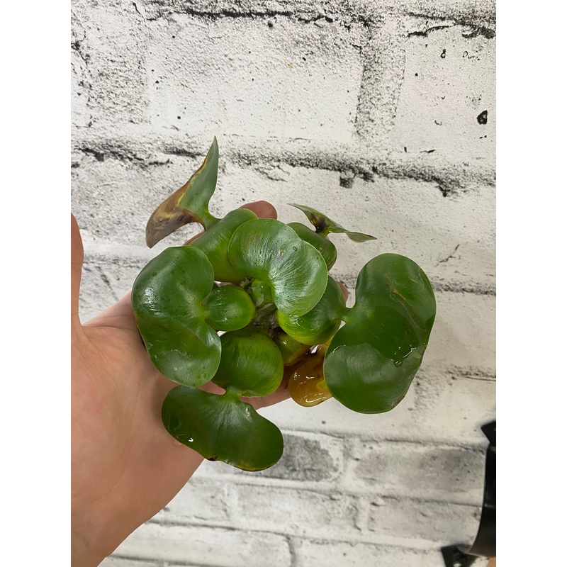 Water Hyacinth Pond Plant