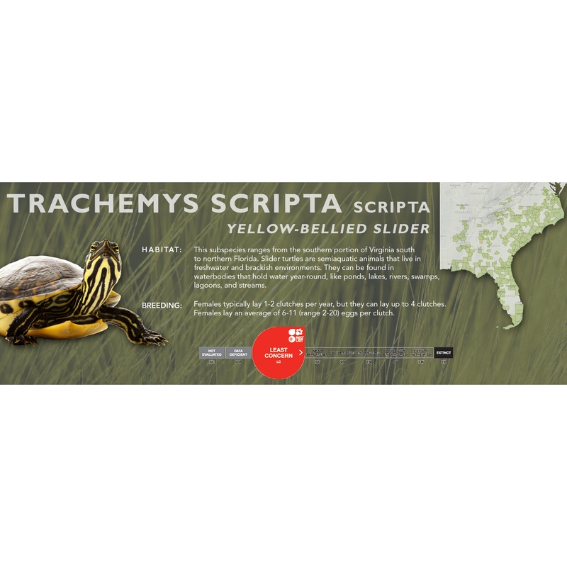 Yellow-Bellied Slider (Trachemys scripta scripta) – Classic Vivarium Label
