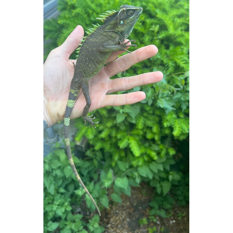 1.1 Natals Horned Dragon (2)