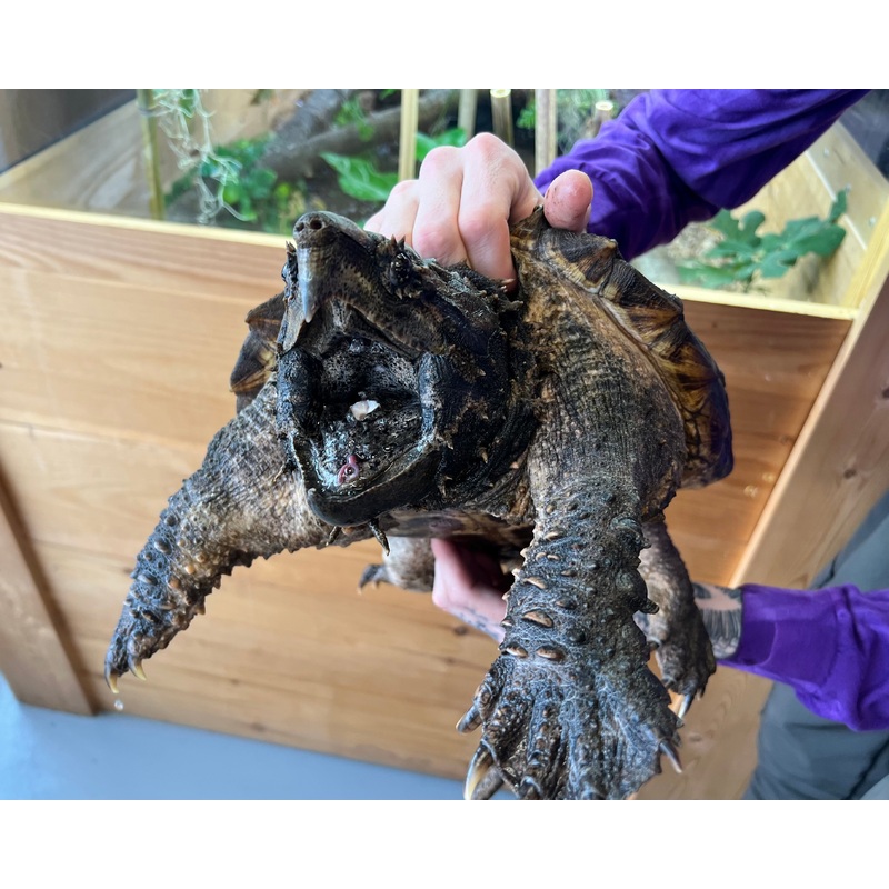 10 Alligator Snapping Turtle