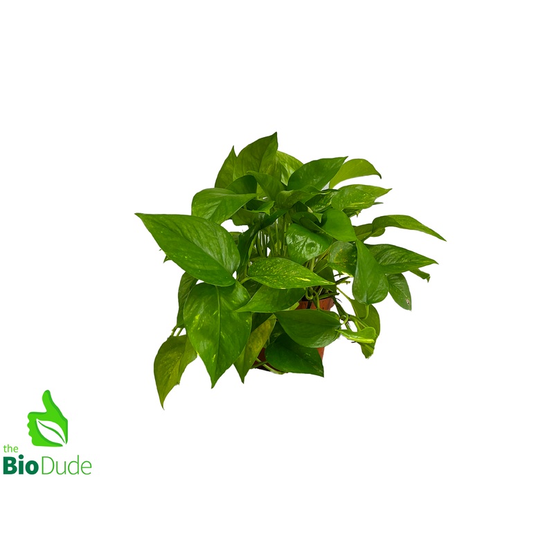 6″ Pot Pothos Golden