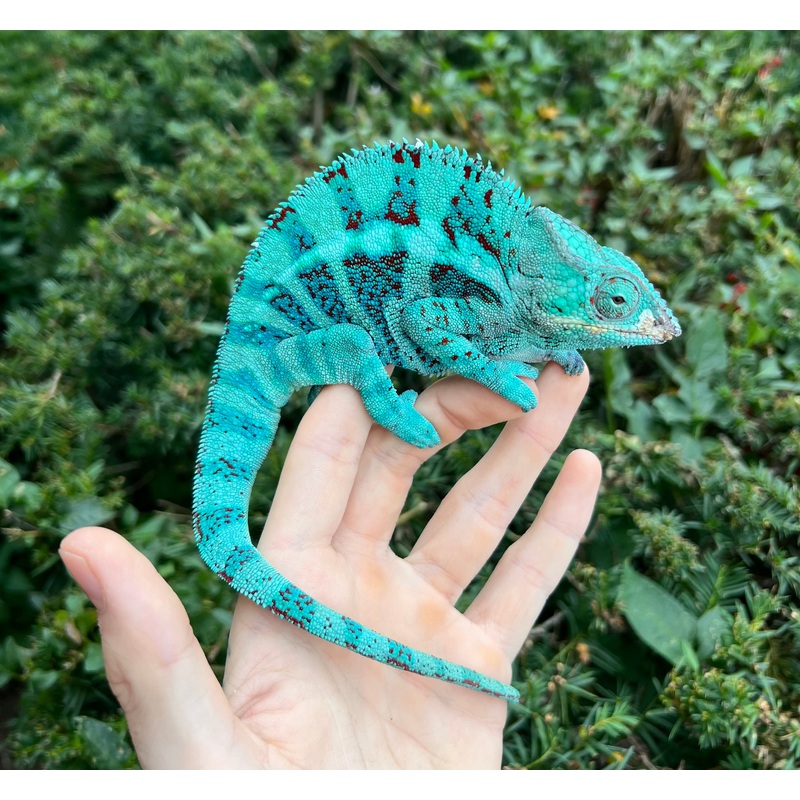 Adult Blue Ambanja Panther Chameleon (Male)