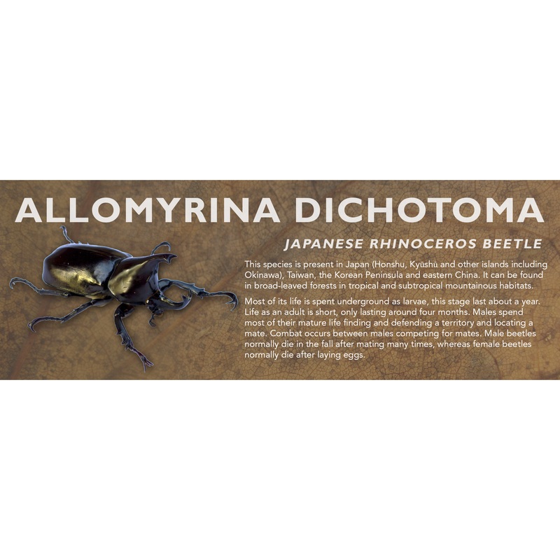 Allomyrina dichotoma (Japanese Rhinoceros Beetle) – Beetle Label Standard Size 7″ x 2.5″