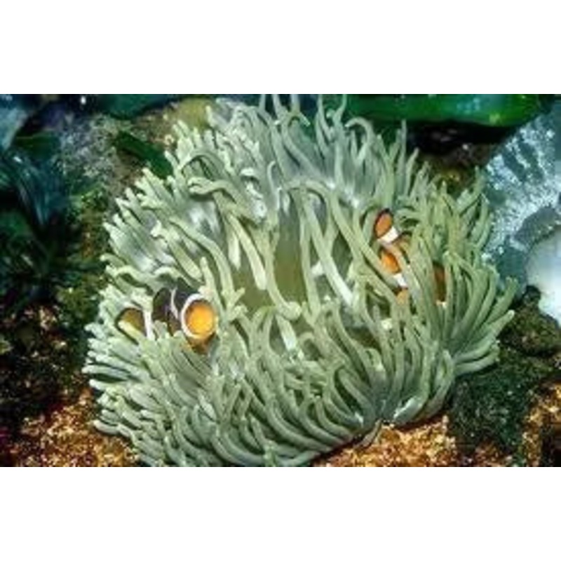Anenomes