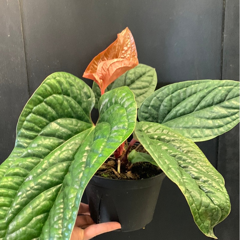 Anthurium Radicans X Luxurians 6″ Pot