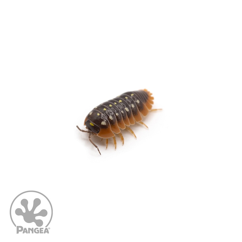 Armadillidium klugii Montenegro Clown Isopods 10 Count
