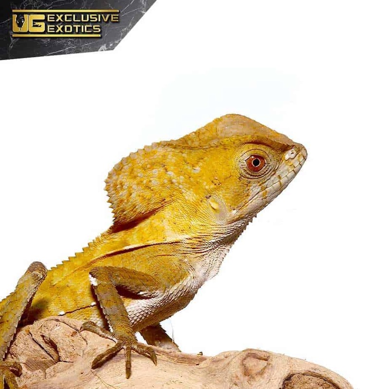 Baby Smooth Helmeted Iguana