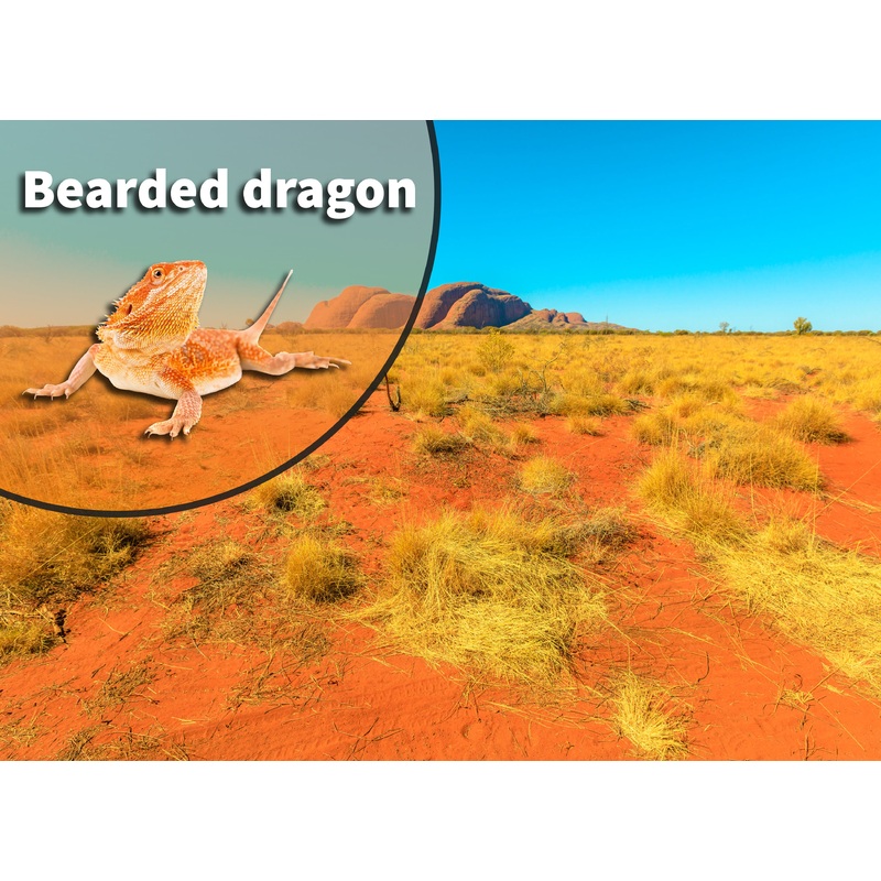 Bearded Dragon (Pogona vitticeps) Bioactive Vivarium Kit 20 gallon long