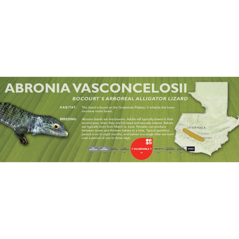 Bocourt’s Arboreal Alligator Lizard (Abronia vasconcelosii) Classic Vivarium Label