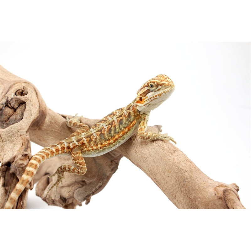 Citrus Leatherback Bearded Dragon