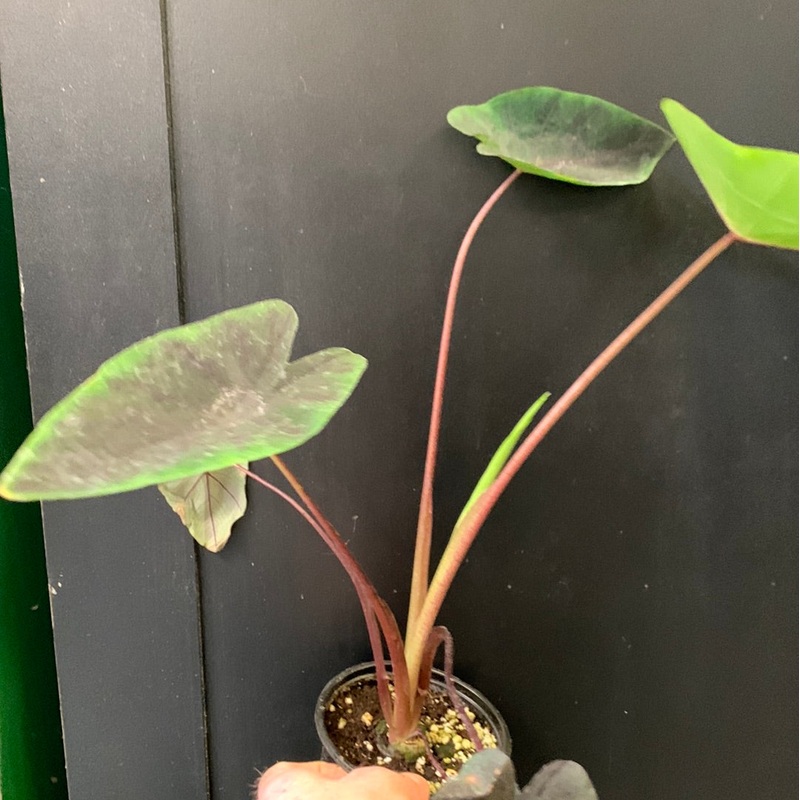 Colocasia Tea Party