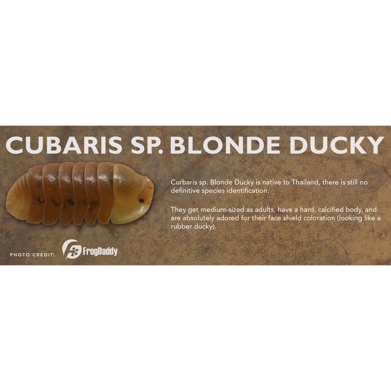 Cubaris sp. Blonde Ducky – Isopod Label Standard Size 7″ x 2.5″ Standard