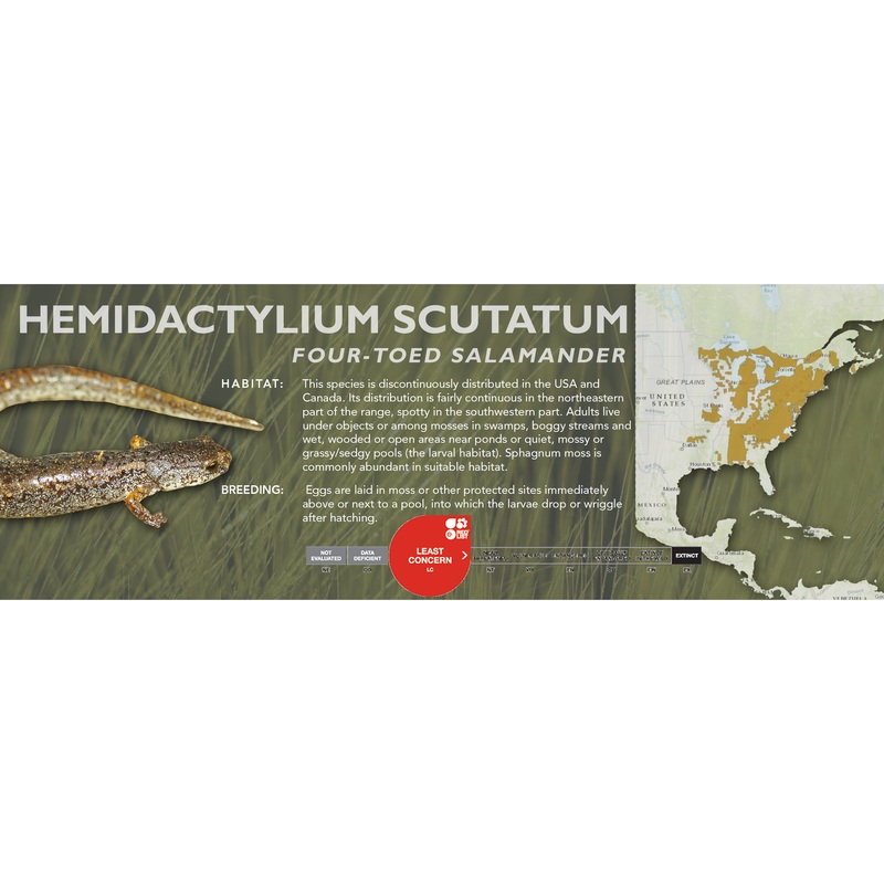Four-Toed Salamander (Hemidactylium scutatum) – Classic Vivarium Label