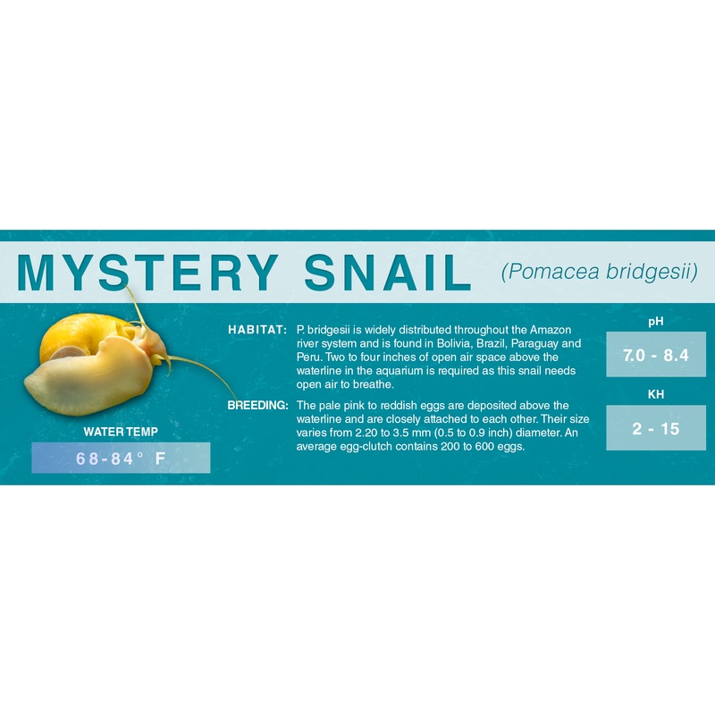 Mystery Snail (Pomacea bridgesii) – Classic Aquarium Label Standard Size (7″x 2.5″)
