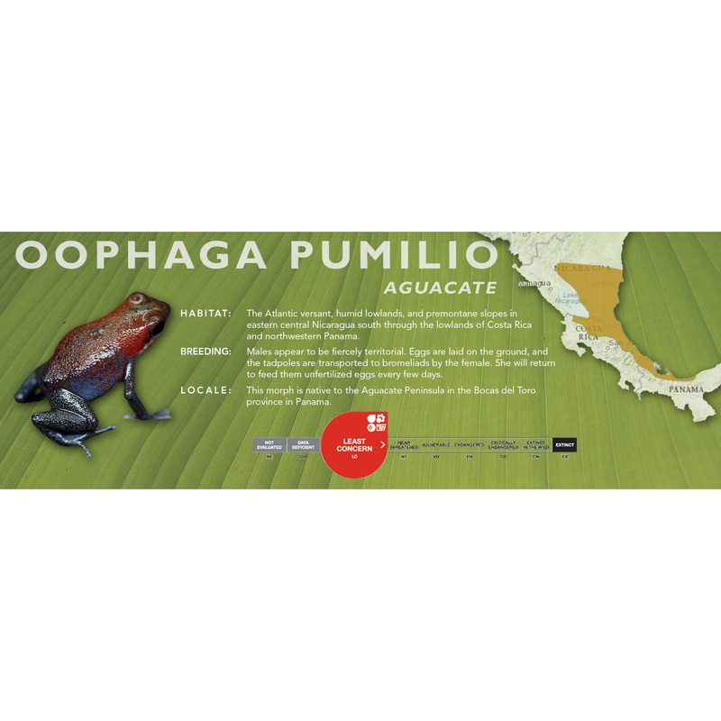 Oophaga pumilio – Classic Vivarium Label Aguacate
