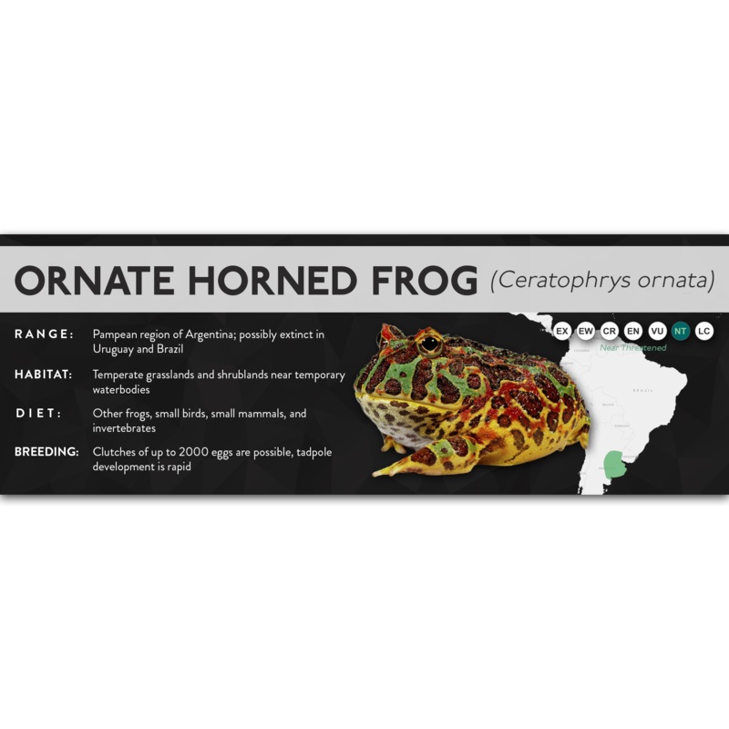 Ornate Horned Frog (Ceratophrys ornata) – X Label Laminated Paper