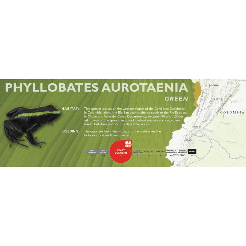 Phyllobates aurotaenia – Classic Vivarium Label Green