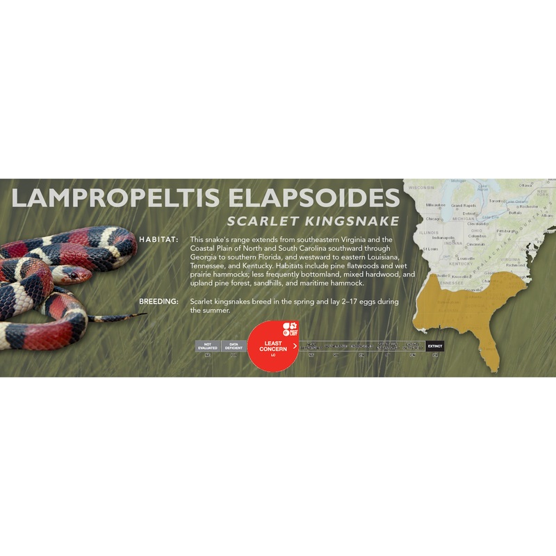 Scarlet Kingsnake (Lampropeltis elapsoides) Classic Vivarium Label