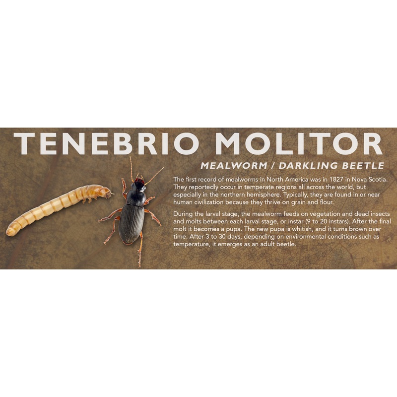 Tenebrio molitor (Mealworm / Darkling Beetle) – Feeder Label Standard Size 7″ x 2.5″