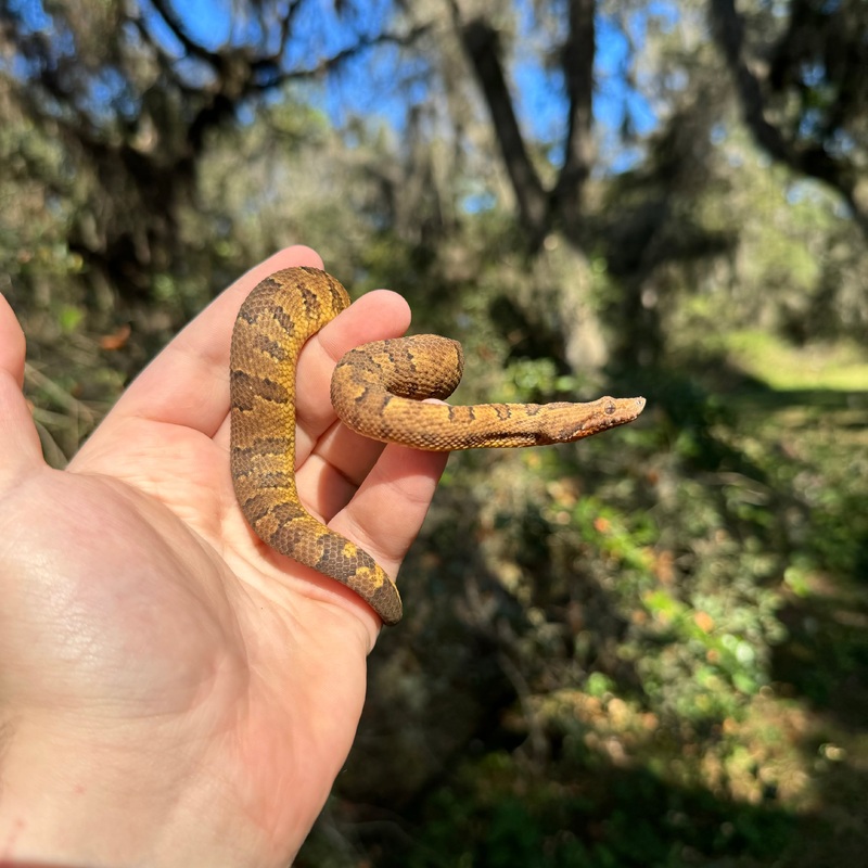 Viper Boa Male