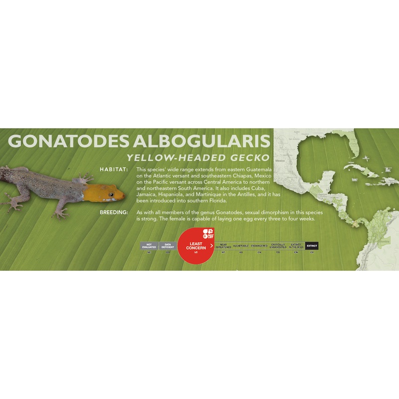 Yellow-Headed Gecko (Gonatodes albogularis) Classic  Vivarium Label No Subspecies