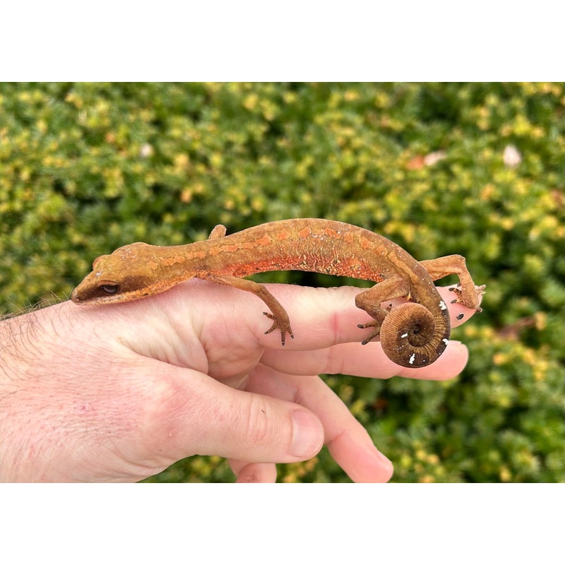 Adult Malaysian Cat Eyed Gecko (Pair)