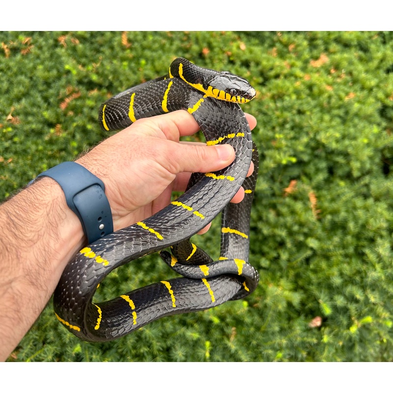 Adult Malaysian Mangrove Snake (Male 1)