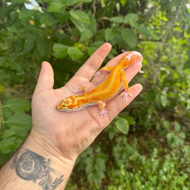 Adult Tangerine Tremper Leopard Gecko Male