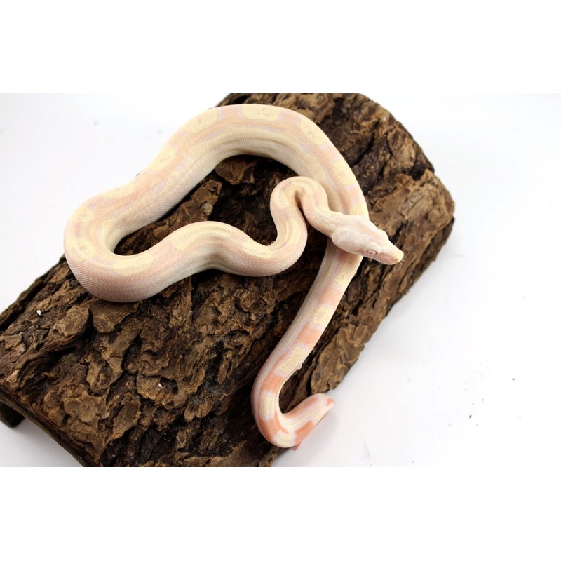 Albino Motley Colombian Boa