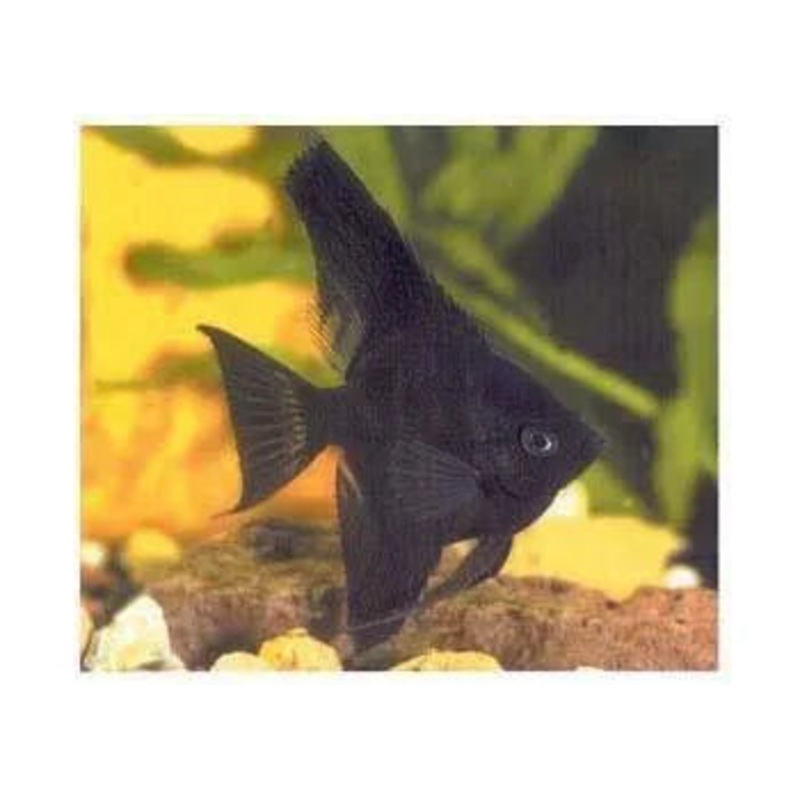 Angelfish