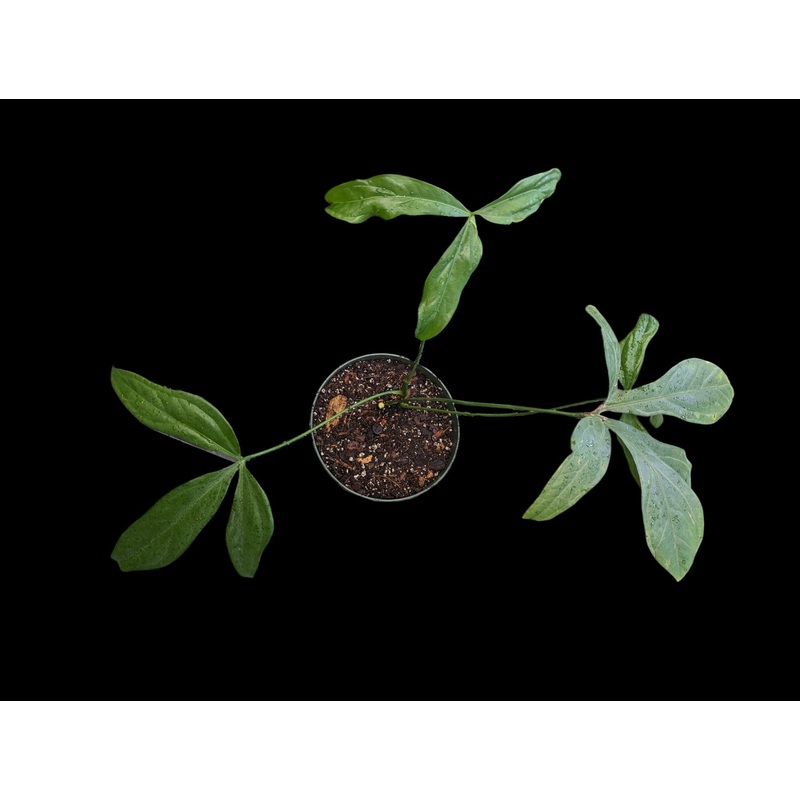 Anthurium Clavigerum Small