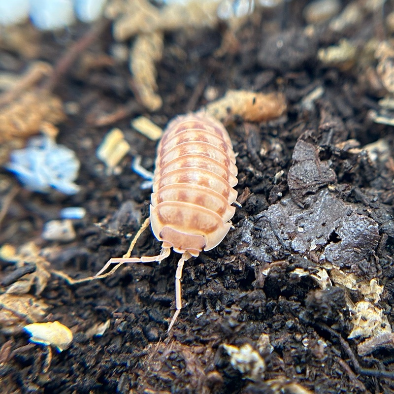 Armadillidium nasatum (peach)