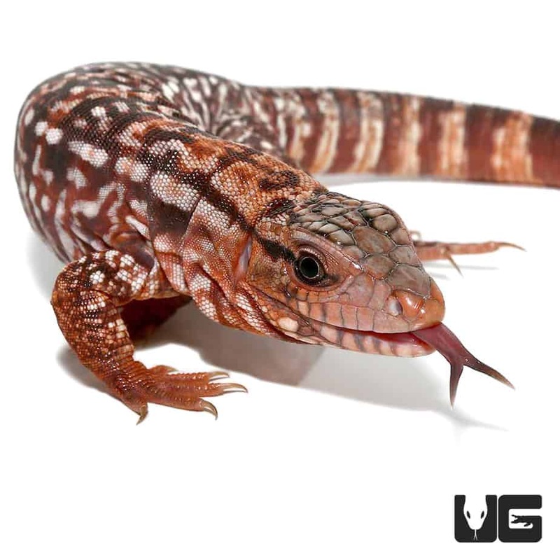 Baby Argentine Red Tegus For Sale