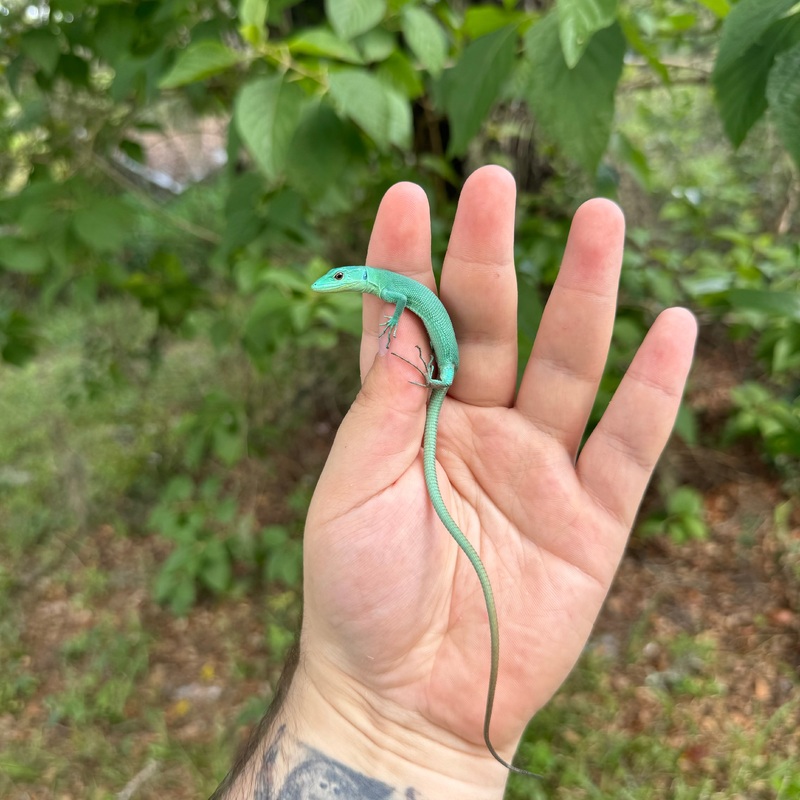 Baby Green Keeled Bellied Lizard Male