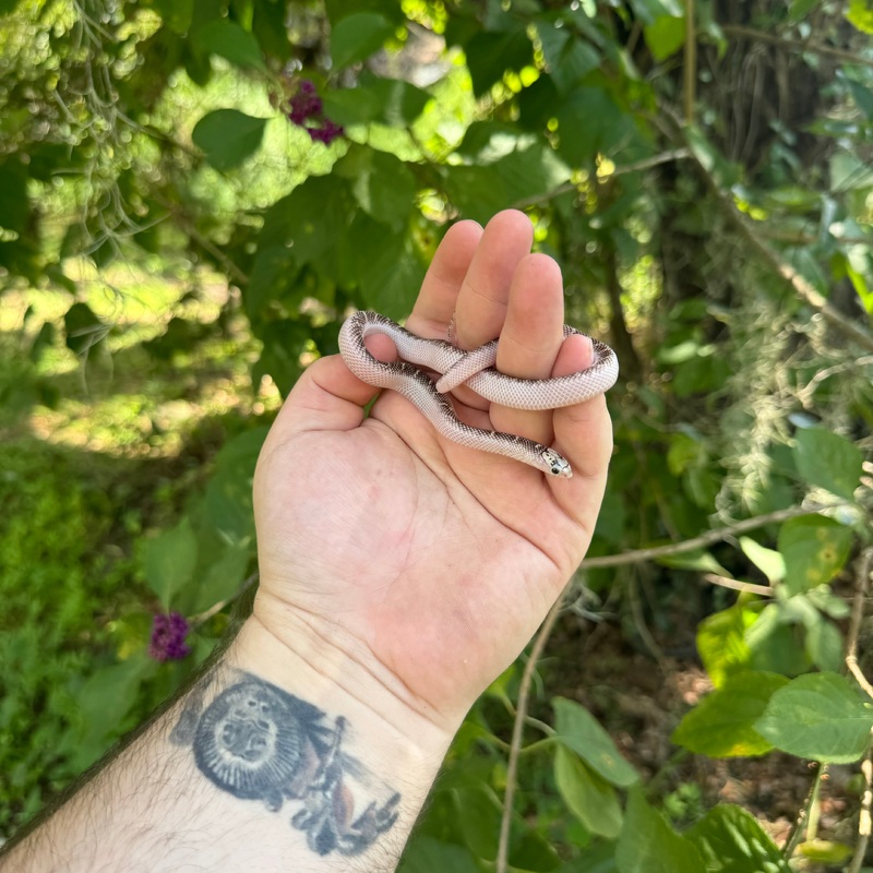 Baby Whitesided Brooks Kingsnake Male
